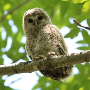 canon EOS 7D Mark II