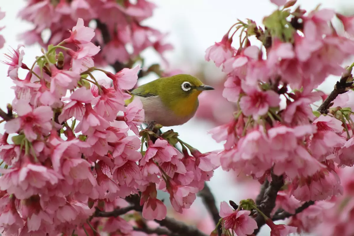 rf 75 300mm f4 56 r100 animal sample cinc img 58671 68150bd7bd842